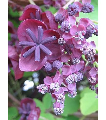 アケビのす Amazon.com : KVITER 15 Chocolate Vine Seeds (Akebia Trifoliata